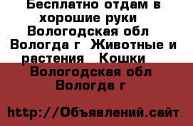 Бесплатно отдам в хорошие руки - Вологодская обл., Вологда г. Животные и растения » Кошки   . Вологодская обл.,Вологда г.